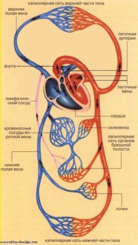 Схематическое изображение перехода артериальной крови в венозную, большого круга кровообращения.