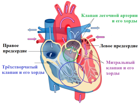Стрелками показано направление кровотока в сердце