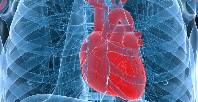 Расположение сердца и части желудочка