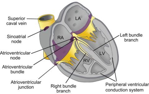 Схематическое изображение проводящей системы сердца человека.