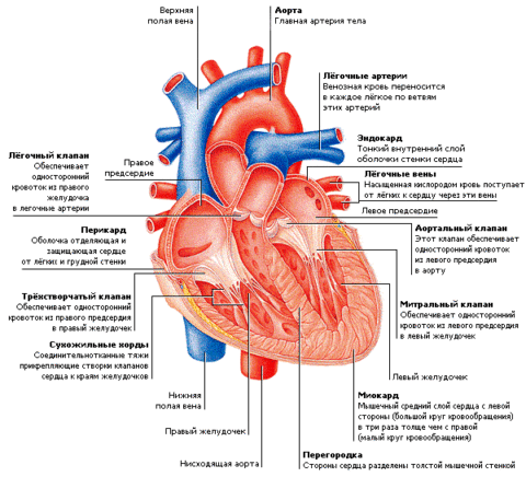 Размеры сердца могут варьироваться в зависимости от пола, возраста, телосложения человека.