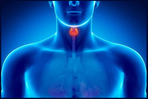 Возможная причина низкого диастолического давления – гипотиреоз щитовидной железы
