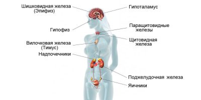 Эндокринная система вырабатывает гормоны