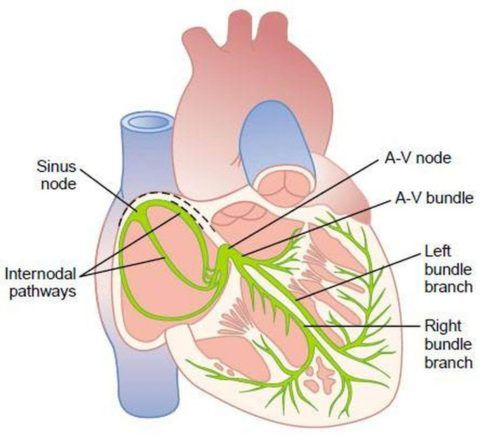 Так выглядит нормальная проводящая система сердца