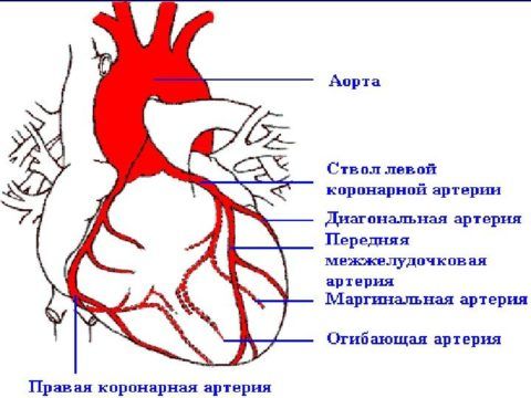 Схематическое распределение артерий и вен, обеспечивающих питание сердца.