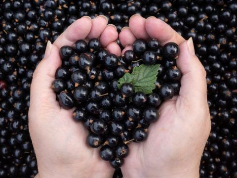 Из всех видов смородины меньше всего противопоказаний у черных ягод, например, при гастрите нельзя есть красную