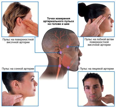 Определения пульса по точкам на голове и шее