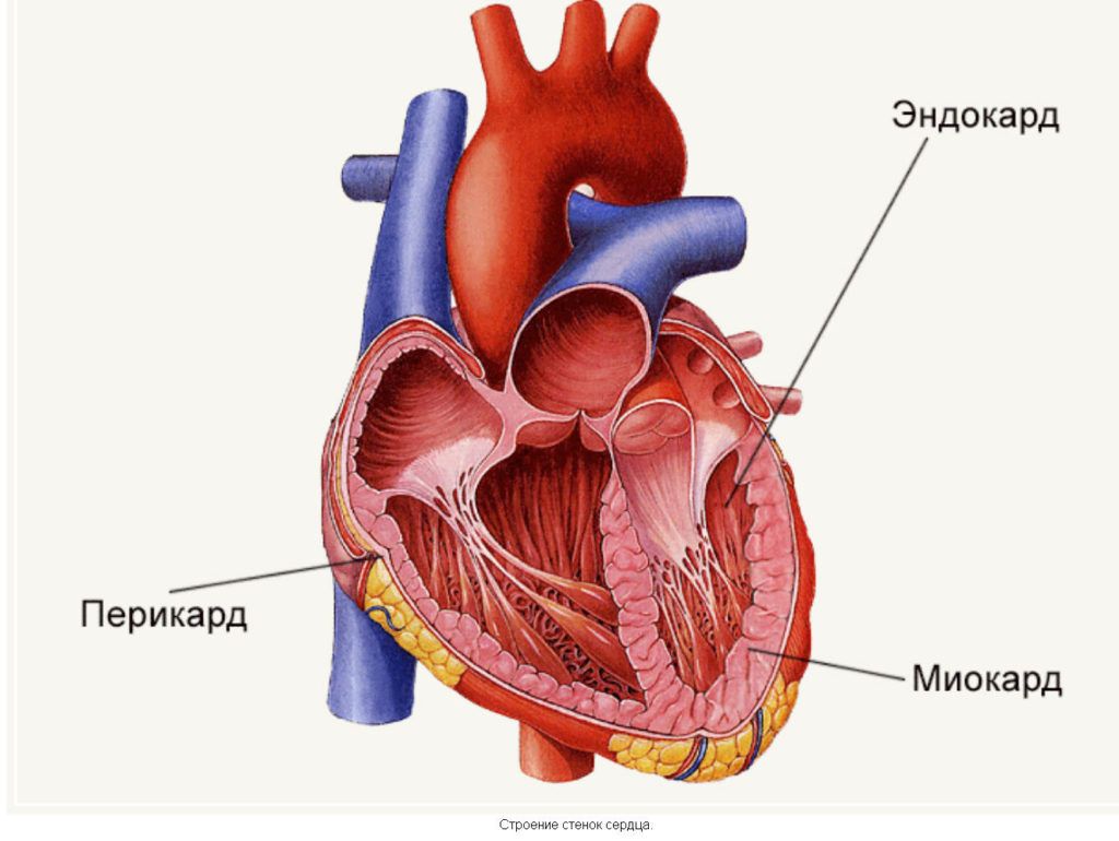 Эндокард — внутренний слой стенки сердца