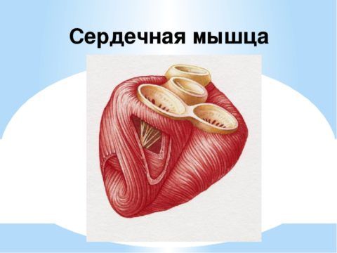 Внешний вид мышечной ткани органа.