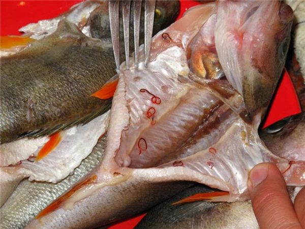 Рыба пелядь: описторхозная или нет?