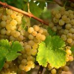 Виноград богат антиоксидантами и витаминами