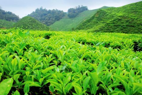 Чайная плантация (на фото Camellia sinensis)