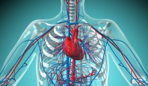 Сердечно-сосудистая система обеспечивает жизнедеятельность и функционирование всего организма.