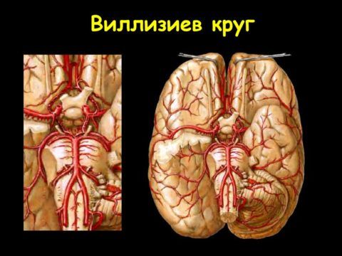 Расположение по поверхности головного мозга.