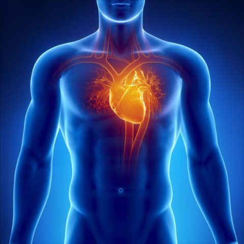 Сердце и сосуды обеспечивают функционирование и жизнедеятельность всего организма.