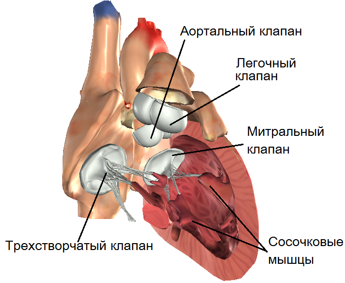 Митральный клапан анатомия строение. Клапан аорты митральный. Митральный клапан трехстворчатый клапан. Аортальный клапан и легочный клапан. Легочная артерия створки