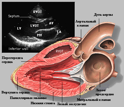 Эхокардиография (УЗИ сердца)
