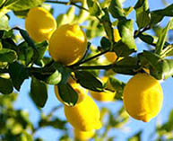 Польза и вред лимона для организма
