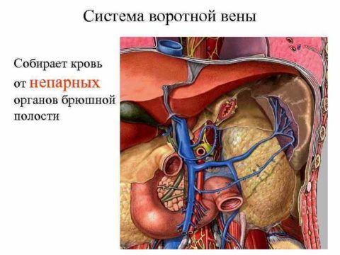 Синтопия органов и v. portae по отношению друг к другу.