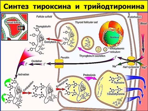 Механизм образования тиреоидных гормонов