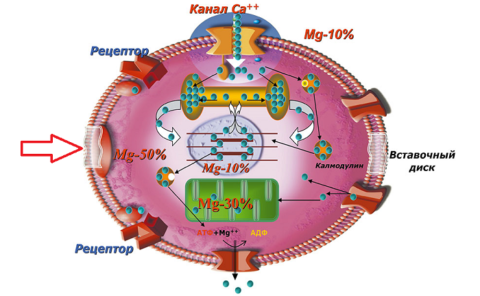 Распределение ионов Mg в клетках (90%) и внеклеточной среде (10%)