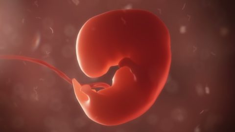 ЧСС способно рассказать о состоянии и развитии эмбриона