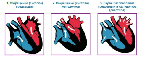 Периоды сердечного цикла