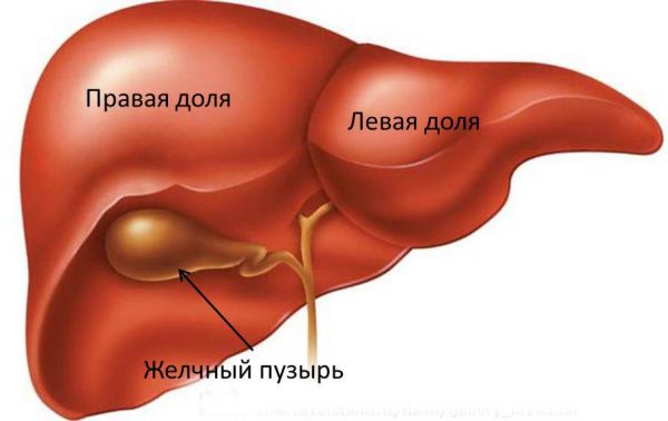Желчный пузырь: функции органа, распространенные заболевания