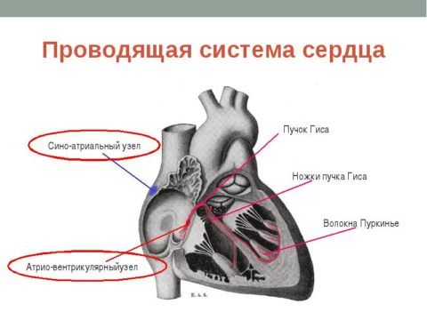 Сложная проводящая система сердца