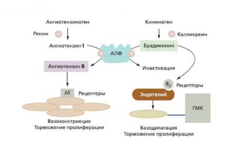 Механизм действия ингибиоров АПФ
